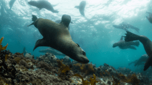 Read more about the article Diving False Bay in Cape Town, South Africa