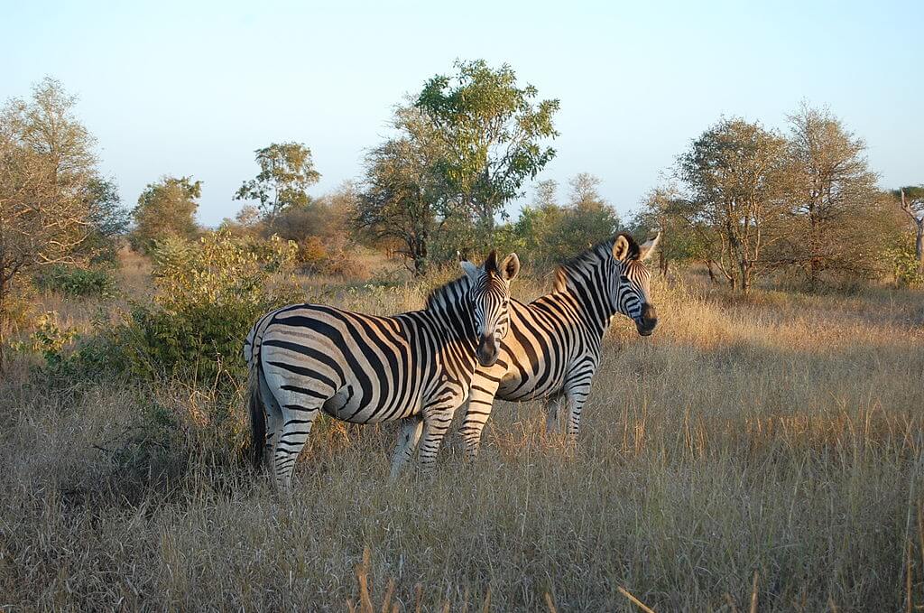 zebras - attractions in south africa