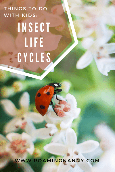 Let's get creative and do science at the same time! Insect life cycles of a butterfly and a ladybug can be fun to make and the kids will be learning at the same time.