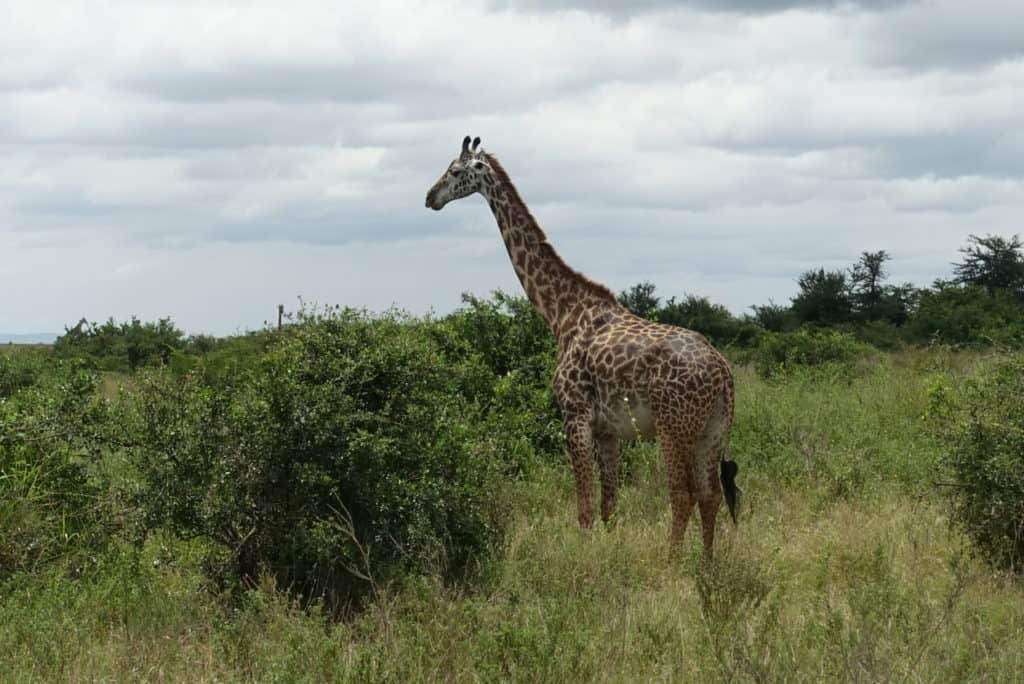 giarffe standing tall in nairobi national park