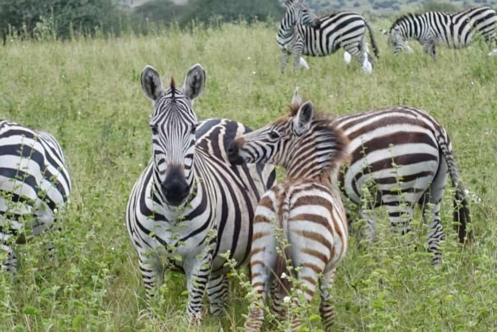zebras in Nairobi national park 