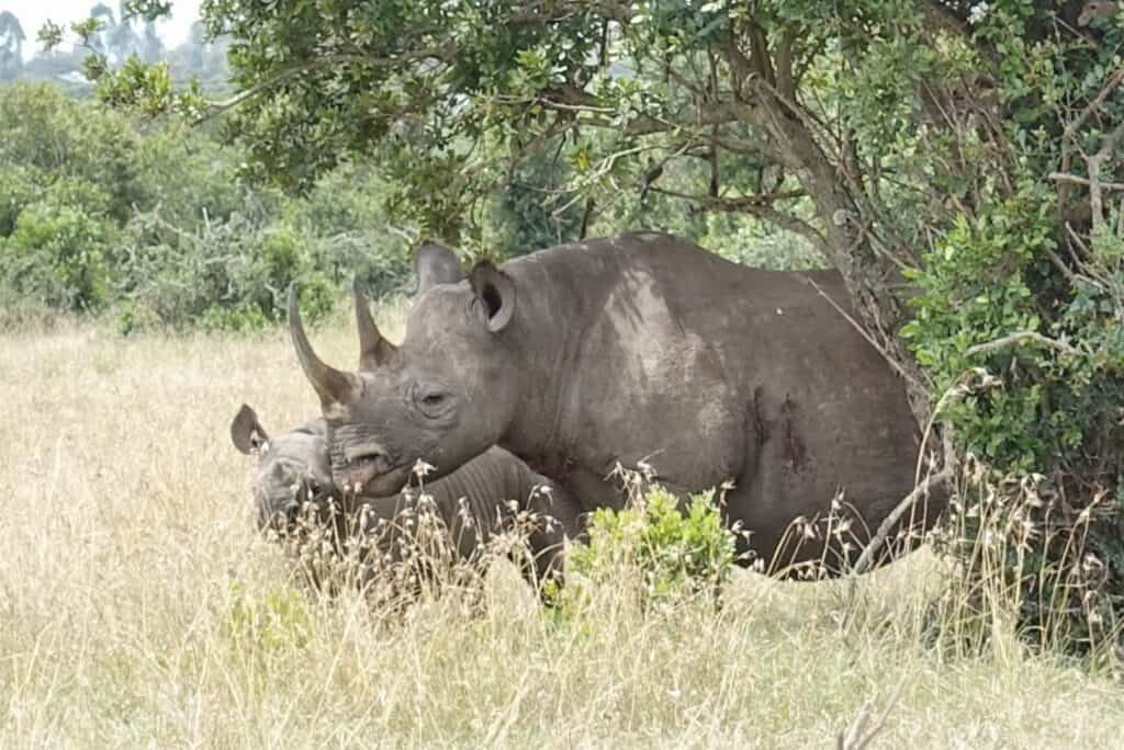big 5 safari animals - rhino and baby