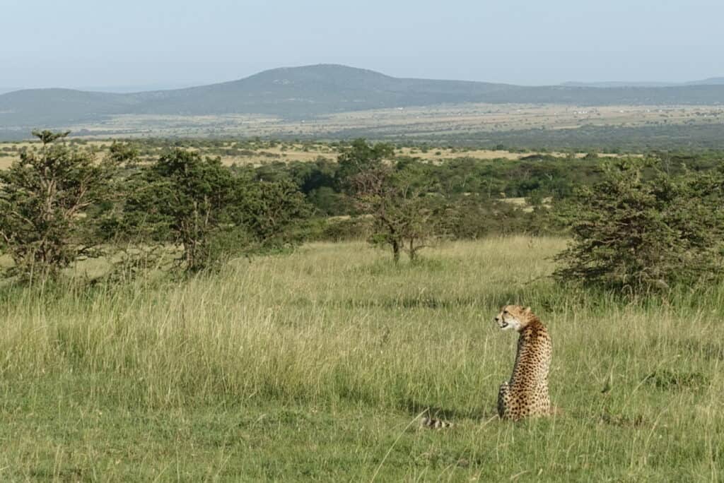 Words Related to Safari = a cheetah sitting up and looking around the grasses and trees around it.
