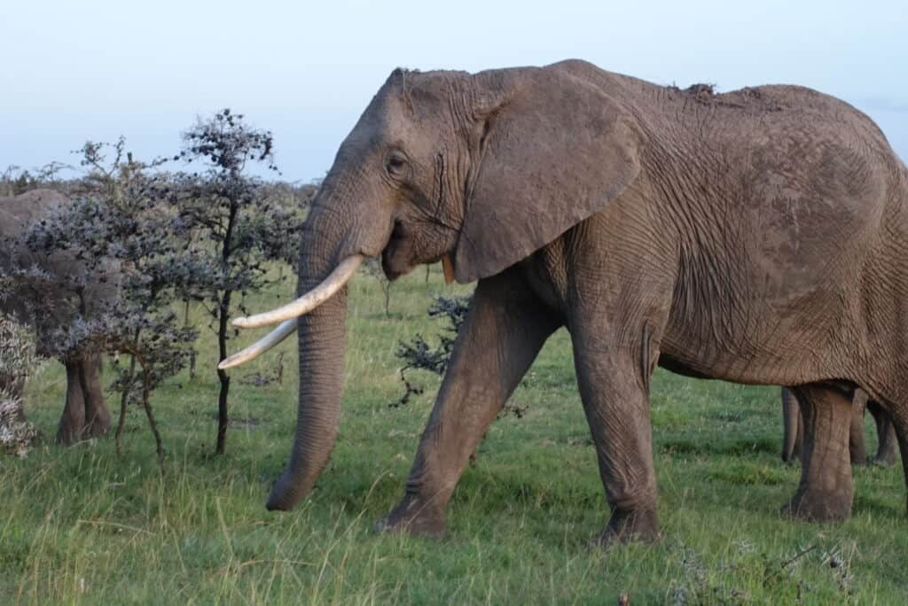 big 5 safari animals - elephant