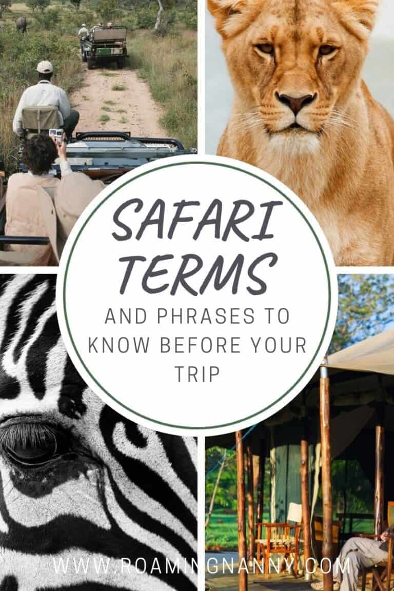 safari definition and synonyms