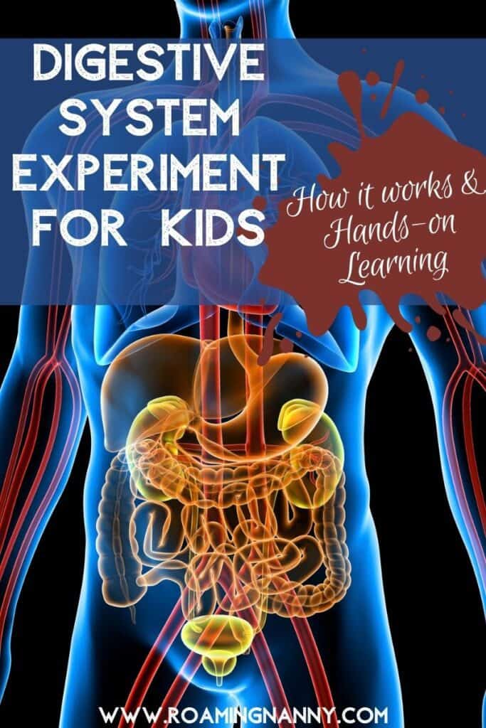 This blog post helps teach a digestive system experiment with related books, videos, and additional resources for teachers and homeschoolers.
