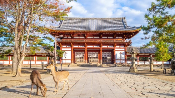 Two deer standing outside a temple in Nara Japan