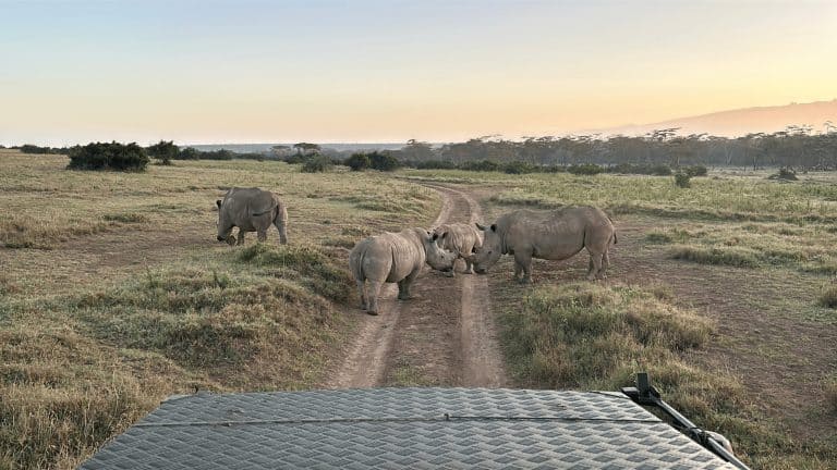 safari travel planning rhinos at sunrise