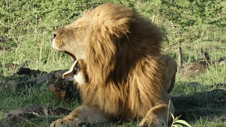 safari travel planning lion