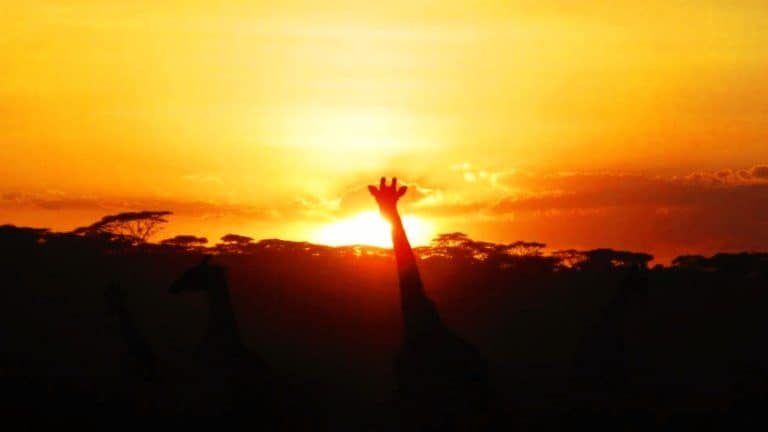 safari travel planning sunset