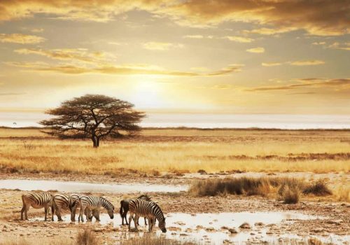 safari zebras